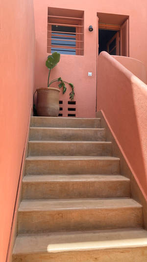 Planta en Maceta en Escalera Estética — Estética de plantas Fondos de pantalla