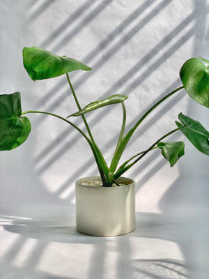 Planta en maceta blanca estética