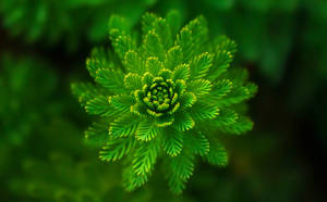 Planta floreciente verde — GIF de escritorio Fondos de pantalla