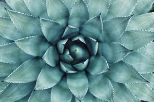 Fondo de pantalla de Planta Suculenta Verde Azulado — Estética verde GIF Fondos de pantalla