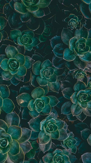 Suculentas verde oscuro fondo de pantalla iPhone