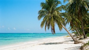Playa tropical con océano cristalino y palmeras.