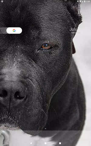 Pitbull Negro — Honor Pad 20 Pro Fondos de pantalla