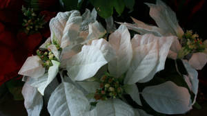 Fondo de pantalla de Poinsettia White Wonder — Chromebook Fondos de pantalla