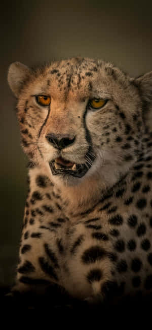 Cheetah Iphone — Galaxia A18 Fondos de pantalla