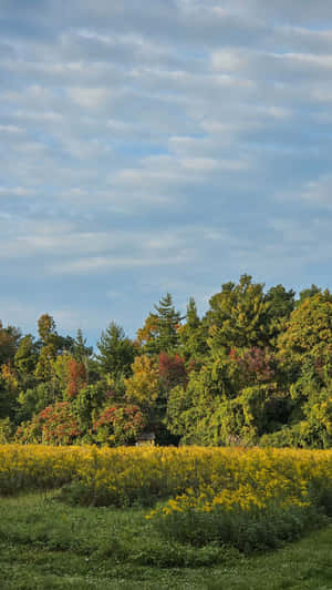 Prado de Otoño y Horizonte del Bosque