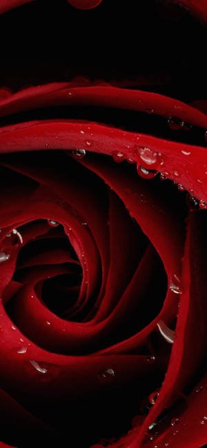 Primer Plano Cabeza de Rosa Roja Iphone — iPhone 12 Fondos de pantalla