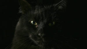 Fondo de pantalla de primer plano de gato negro animal