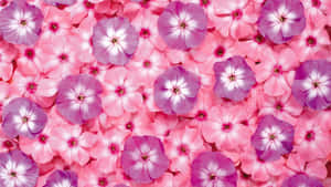 Fondo de flor rosada