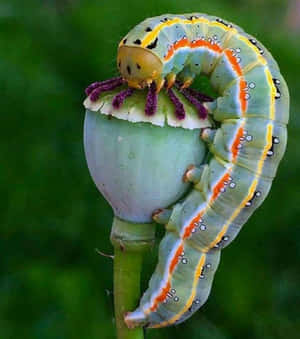 Fotos de Oruga Insecto — Galaxy Z Flip 8 Fondos de pantalla