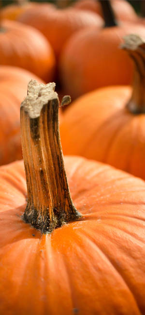 Imagen de Calabazas para Thanksgiving iPhone — iPhone 18 Pro Fondos de pantalla