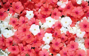 Fondo floral rosa