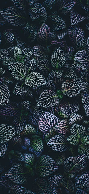 Planta Iphone — Galaxia A57 Fondos de pantalla