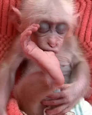 Fotos de monos lindos — Mono lindo Fondos de pantalla