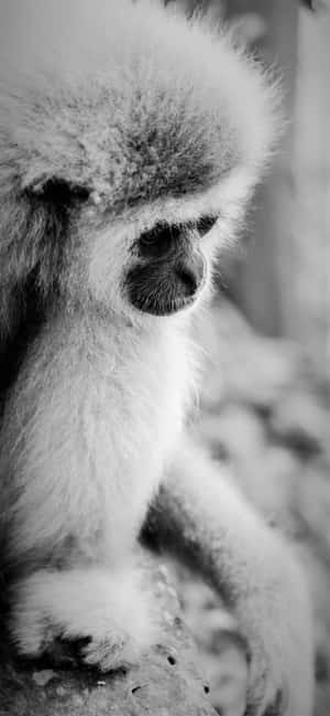Fondo del iPhone Xs Max Gibbon — iPhone 15 Plus Fondos de pantalla