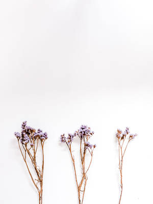 Puñado de Capullos de Lavanda Estética — Estética lavanda Fondos de pantalla