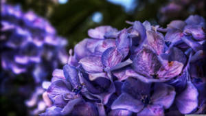 Racimos de arbustos de flores moradas — Escritorio estético Fondos de pantalla