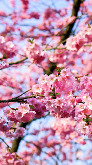 Fondo de Pantalla de Racimos de Flores de Cerezo