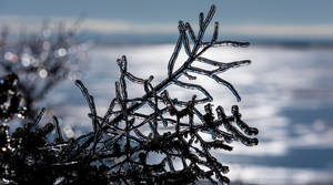 Fondo de pantalla de rama de árbol enfocada en primer plano sobre hielo — Pro Display XDR Fondos de pantalla