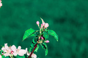 Fondo de pantalla de rama de flor de primavera