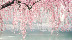 Ramas de árbol de cerezo con flores rosadas — Flor de cerezo Fondos de pantalla