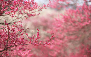 Ramas de Flores Rosadas