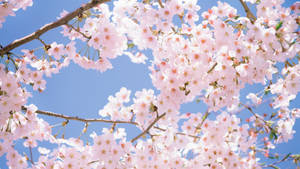 Fondo de Pantalla de Ramo de Flores de Cerezo