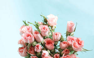Ramo de flores en estética rosa pastel — Estética rosa pastel Fondos de pantalla