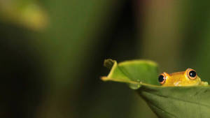 Fondo de pantalla de rana kawaii asomándose dentro de una planta