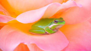 Fondo de pantalla de Rana Kawaii en una Flor Rosa