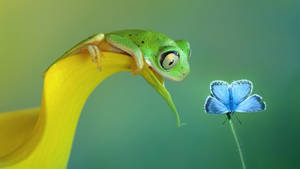 Fondo de pantalla de Rana Kawaii y Mariposa