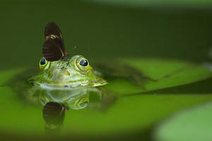 Rana Mariposa Verde