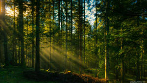 Fondo de pantalla Rayos de luz en el bosque — 2560x1440 Fondos de pantalla