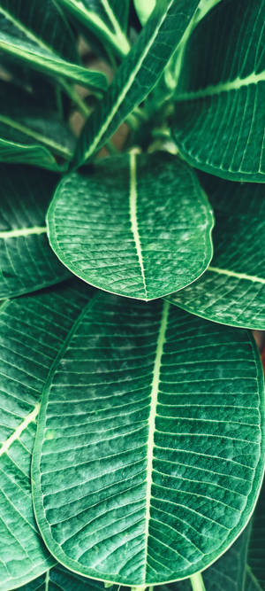 Realme Planta Tropical — iPhone 16 Plus Fondos de pantalla