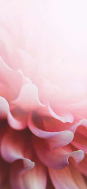 Iphone floral rosa claro — Floral iPhone Fondos de pantalla