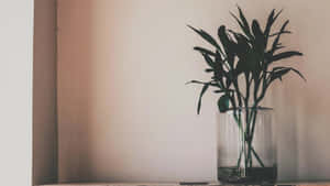 Imágenes minimalistas estéticas — Estético minimalista GIF Fondos de pantalla