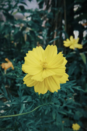 Redmi 4k Amarillo — Redmi Fondos de pantalla