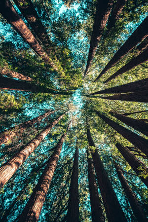 Redmi 4k Bosque de Verano — Redmi Fondos de pantalla