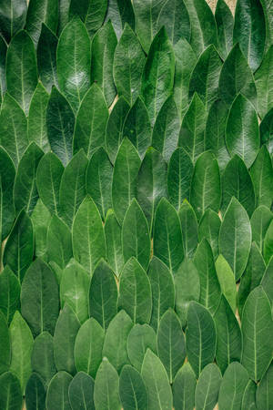 Redmi 4k Grupo de Plantas — Redmi Fondos de pantalla