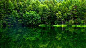 Fondo de pantalla Reflejo del Bosque Verde — Vista del bosque Fondos de pantalla