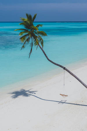 Fondo de pantalla de palmera estética en una playa tropical.