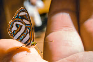 Imágenes de estética de mariposa — MacBook Pro M4 Fondos de pantalla
