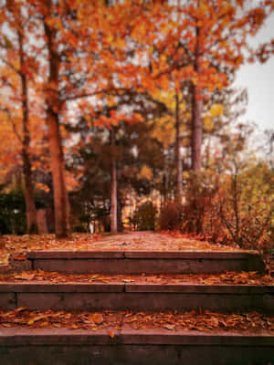 Fondo estético de otoño — iPad Pro 13 Fondos de pantalla