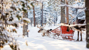 Renos en trineo sobre nieve espesa — Invierno Fondos de pantalla