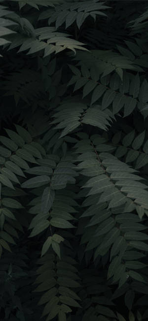 Plantas iPhone — Galaxia A Fondos de pantalla