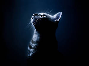 Retrato de Gato Estético Azul Oscuro HD — Azul oscuro estético Fondos de pantalla