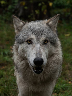 Retrato de lobo lindo en primer plano