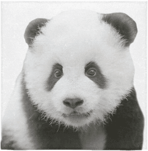 Retrato de Panda Adorable — Panda Fondos de pantalla