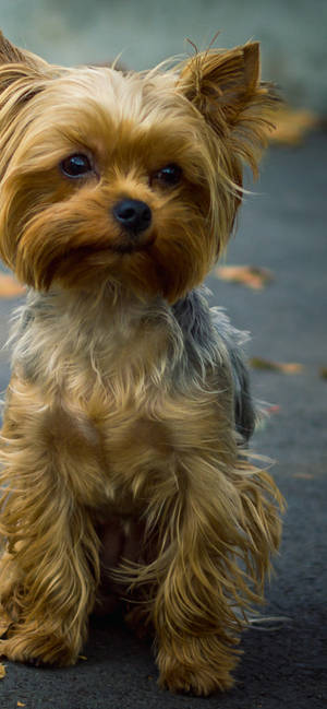 Fondo de pantalla de retrato en primer plano de Yorkshire Terrier — iPhone 13 Pro Max Fondos de pantalla