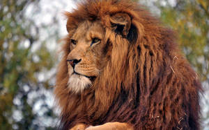 León depredador con melena marrón y feroces ojos ámbar mirando su entorno como un rey en la naturaleza. León como rey de las bestias.